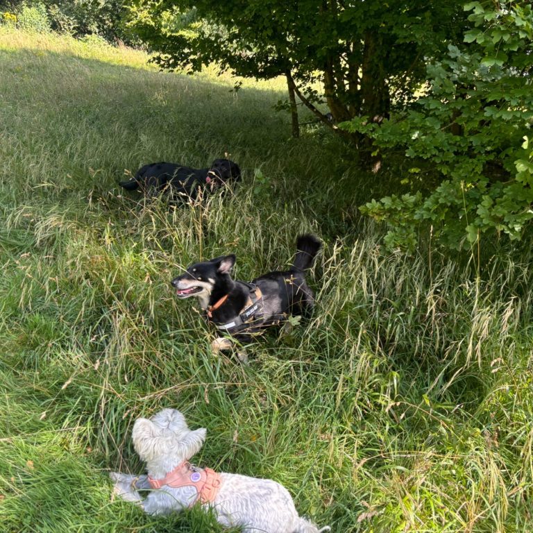 Dogs in Stanmer Park